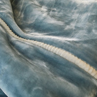 南极人(Nanjiren)毛毯被子冬季加厚拉舍尔绒毯子单人午睡毯办公室沙发盖毯结婚毯 钓鱼熊【双层加绒加厚】 200x230cm约7斤