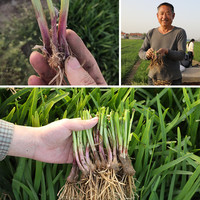 北蔬韭菜苗根韮菜宽叶盆栽独根红春季蔬菜苗 紫韭菜根苗 50棵