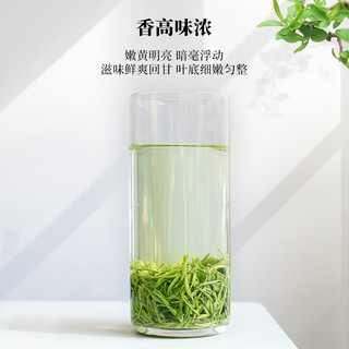 文新绿茶2025新茶甄选纸包信阳毛尖特级200g明前直发