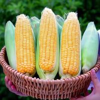 京觅云南金银水果玉米3斤 新鲜蔬菜生鲜现摘带皮玉米棒子 源头直发