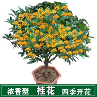 益绮椛 桂花树苗盆栽 四季金桂 3年苗 浓香型