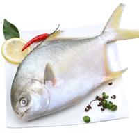 金鲳鱼特大鲳鱼鲜活新鲜冷冻海鱼金昌鱼平鱼银鱼白鲳鳊鱼冰鲜