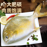 金鲳鱼特大鲳鱼鲜活新鲜冷冻海鱼金昌鱼平鱼银鱼白鲳鳊鱼冰鲜