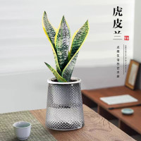 佰花锦 好养常青绿植 金边虎皮兰+繁星吸水盆 整体高度约25-35cm