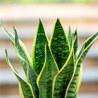 佰花锦金边虎皮兰盆栽虎尾兰多肉绿植物好养矮脚花卉室内客厅办公室耐旱 【懒人专属】金边虎皮兰+繁星吸水盆 整体高度约25-35cm