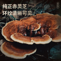 雷允上【官方】灵芝片泡水饮用片大均匀芝气浓郁 【zy】