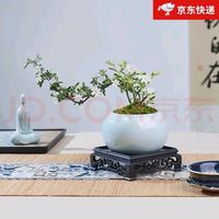 创享绿洲 六月雪+白瓷盆+苔藓+方底座（养护后开花）