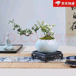 创享绿洲 六月雪+白瓷盆+苔藓+方底座（养护后开花）