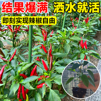 开时果 辣椒苗朝天椒苗青椒幼秧苗盆栽 小米辣蔬菜秧苗阳台庭院春季种植 朝天椒苗【香辣级别】 6棵
