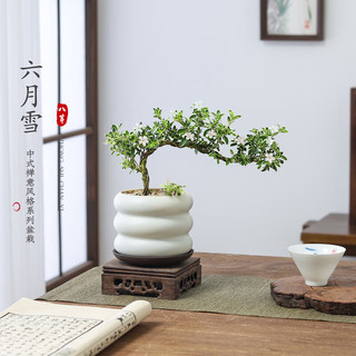 八芽悬崖六月雪盆栽金边老桩弯枝造型中式禅意盆景客厅桌面好养绿植 六月雪-PVC小甜甜圈盆-密胺托盘 带盆栽好