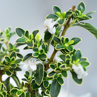 创享绿洲 六月雪+火山白盆+黄金沙+吊牌