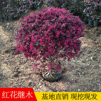 尔澜 红花继木苗 球直径90-110厘米 四季常青