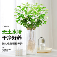 临雅茉莉花水培植物盆栽办公室内桌面好养懒人鲜花绿植九里香水养花卉 茉莉花1盆7-8株-带根款