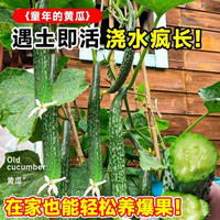 开时果 黄瓜苗秧苗水果黄瓜苗 旱青瓜苗高产密刺青瓜四季阳台盆栽蔬菜苗 水果黄瓜苗 6棵【震撼高产】