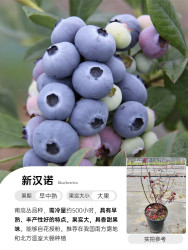 海蒂的花园 蓝莓果树苗 1加仑盆 30cm-40cm