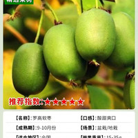 亿柏 猕猴桃树果苗红心徐香软枣猕猴桃树苗南北方种植嫁接果树当年结果