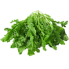 马保果苏北荠菜 新鲜野菜现挖现发地菜野菜 饺子春卷野生荠菜馅 精选装3斤