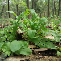 马保果苏北荠菜 新鲜野菜现挖现发地菜野菜 饺子春卷野生荠菜馅 家庭精选装