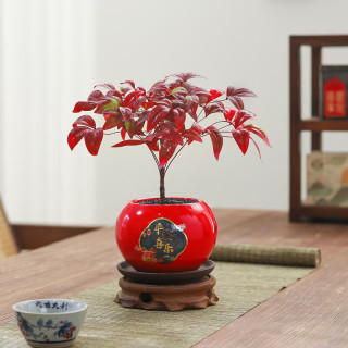 八芽 南天竹-平安喜乐盆（陶瓷）-密胺托盘