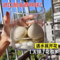 绿枝春 5颗郁金香种球水培玻璃瓶套装多年生耐寒四季种植风信子花卉盆栽