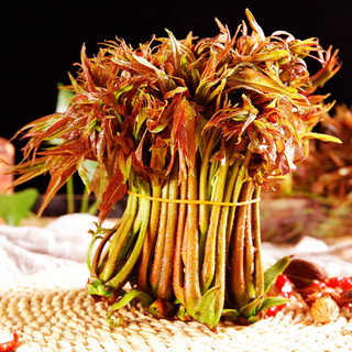 卫青沙窝陕西香椿芽头茬现摘野生嫩芽露天香椿叶菜类新鲜时令蔬菜 净重2斤装 |【头茬嫩芽】