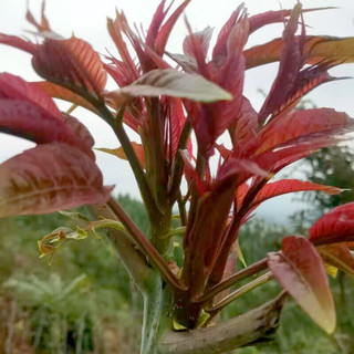 卫青沙窝陕西香椿芽头茬现摘野生嫩芽露天香椿叶菜类新鲜时令蔬菜 净重2斤装 |【头茬嫩芽】