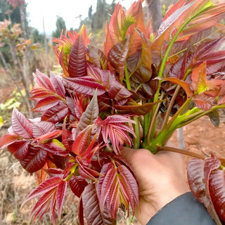 卫青沙窝陕西香椿芽头茬现摘野生嫩芽露天香椿叶菜类新鲜时令蔬菜 净重3斤装 |【现摘嫩芽】