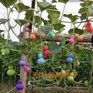 花锦葵【七彩葫芦一颗多色】盆栽包发芽手捻葫芦宝葫芦特小葫芦种耔彩色 10粒种子-N21