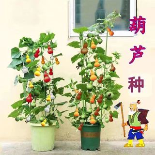 花锦葵【七彩葫芦一颗多色】盆栽包发芽手捻葫芦宝葫芦特小葫芦种耔彩色 10粒种子-N21