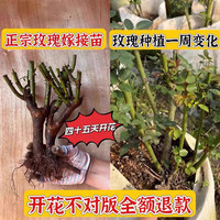 浓香苗月季花播种大花玫瑰花室内外盆栽灌木老桩老根四季开花树苗