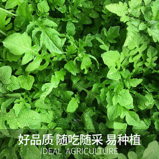 贝意品野生荠荠菜种子四季大叶荠菜籽阳台庭院盆栽高产芨芨蔬菜种孑大全