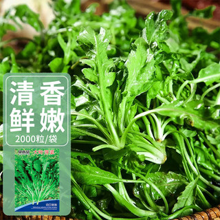 贝意品野生荠荠菜种子四季大叶荠菜籽阳台庭院盆栽高产芨芨蔬菜种孑大全