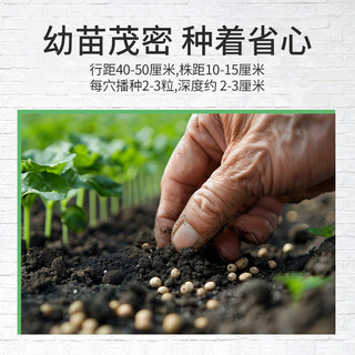 贝意品野生荠荠菜种子四季大叶荠菜籽阳台庭院盆栽高产芨芨蔬菜种孑大全