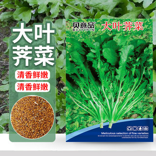 贝意品野生荠荠菜种子四季大叶荠菜籽阳台庭院盆栽高产芨芨蔬菜种孑大全