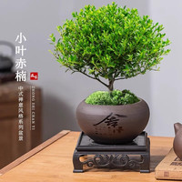 爱你一万年小叶赤楠老桩盆栽盆景迷你植物室内花卉办公室桌面小绿植好养四季 精品小叶赤楠+原生盆