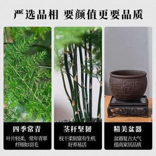 花翁盆栽植物中式禅意盆景创意绿植 文竹+四方山水盆+底架源头直发 精品文竹+四方山水盆+底架