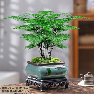 花翁盆栽植物中式禅意盆景创意绿植 文竹+四方山水盆+底架源头直发 精品文竹+四方山水盆+底架