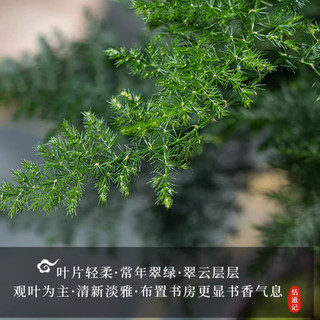 花翁盆栽植物中式禅意盆景创意绿植 文竹+四方山水盆+底架源头直发 精品文竹+四方山水盆+底架