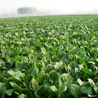 绿源禾心有机菠菜农场新鲜采摘青菜自然生长健康无农药组合拍再送一份蔬菜 1000g