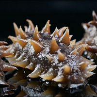 张奶奶大连鲜食非干货鲜活辽刺参速食冷冻水产特价送礼   小头实惠/28-38头 好海参 真鲜美