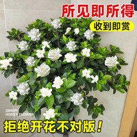 临雅独杆棒棒糖栀子花盆栽带花苞大叶老桩栀枝树苗牡丹四季开花卉植物 棒棒糖造型栀子花 原盆40-50cm