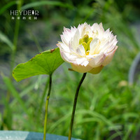 海蒂的花园碗莲种藕苗水培植物莲花荷花苗庭院花卉盆栽裸藕