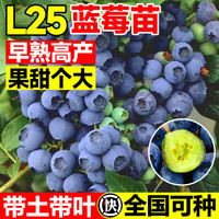 开时果 蓝莓树果苗盆栽可食用 阳台南北方种植蓝莓果树苗大号当年结果 3年苗L25(高41-60cm)+原生盆 带土带叶-结果可食用