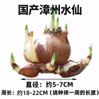 绿枝春 水仙花种球 20-22cm 特大球 漳州水仙花1球+2包营养液