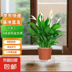 京喜 白掌一帆风顺水培绿植盆栽 A级白掌送肥料