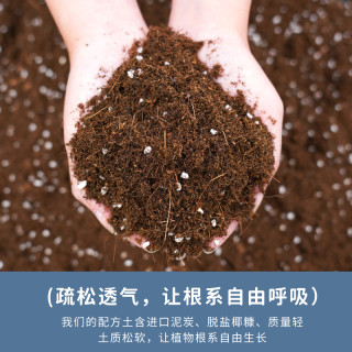 船长花园 营养土养花通用种菜花多肉植物蓝莓种植泥炭土壤家用有机花土