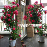 誉满园 yumanyuan 特大爬藤月季花苗大花浓香庭院植物花卉盆栽浓香四季开花庭院爬墙蔷薇花苗开花不断誉满园 藤本月季大苗