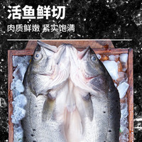海鲈鱼开背新鲜冷冻鲜活深海鱼白蕉七星海卢鱼水产烤鱼半成品商用