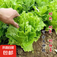 京喜 京东物流 蔬菜种子 玻璃生菜种子 1包约1000粒