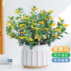 梵花壹木 金鱼吊兰盆栽 15厘米 含盆
